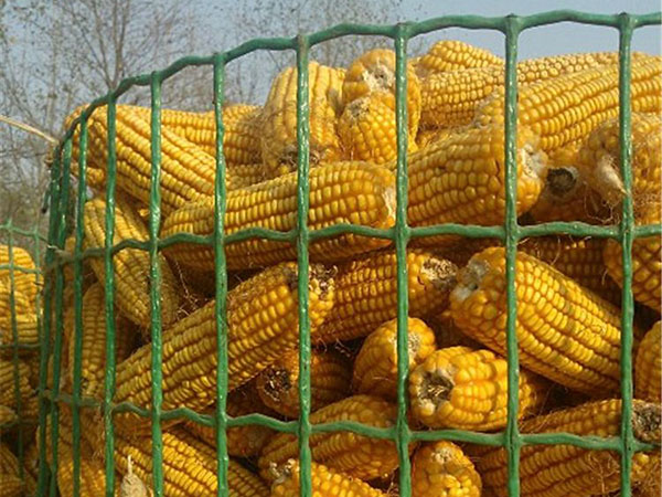 圈玉米荷蘭網(wǎng)