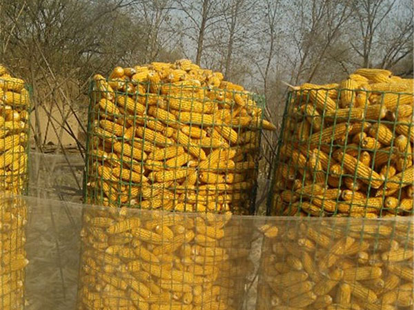 圈玉米荷蘭網(wǎng)